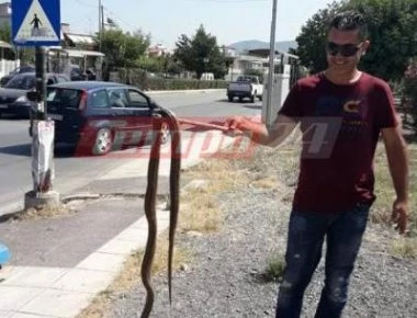 Πανικός στην Πάτρα από φίδι 2,5 μέτρων! - Παραλίγο να προκληθεί τροχαίο (φωτό)